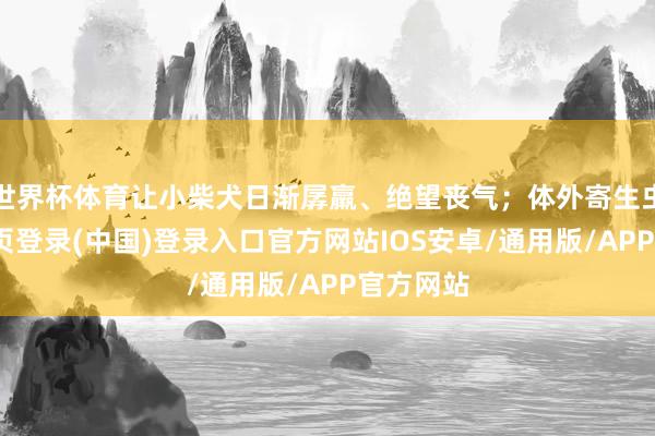 世界杯体育让小柴犬日渐孱羸、绝望丧气;体外寄生虫-开云网页登录(中国)登录入口官方网站IOS安卓/通用版/APP官方网站